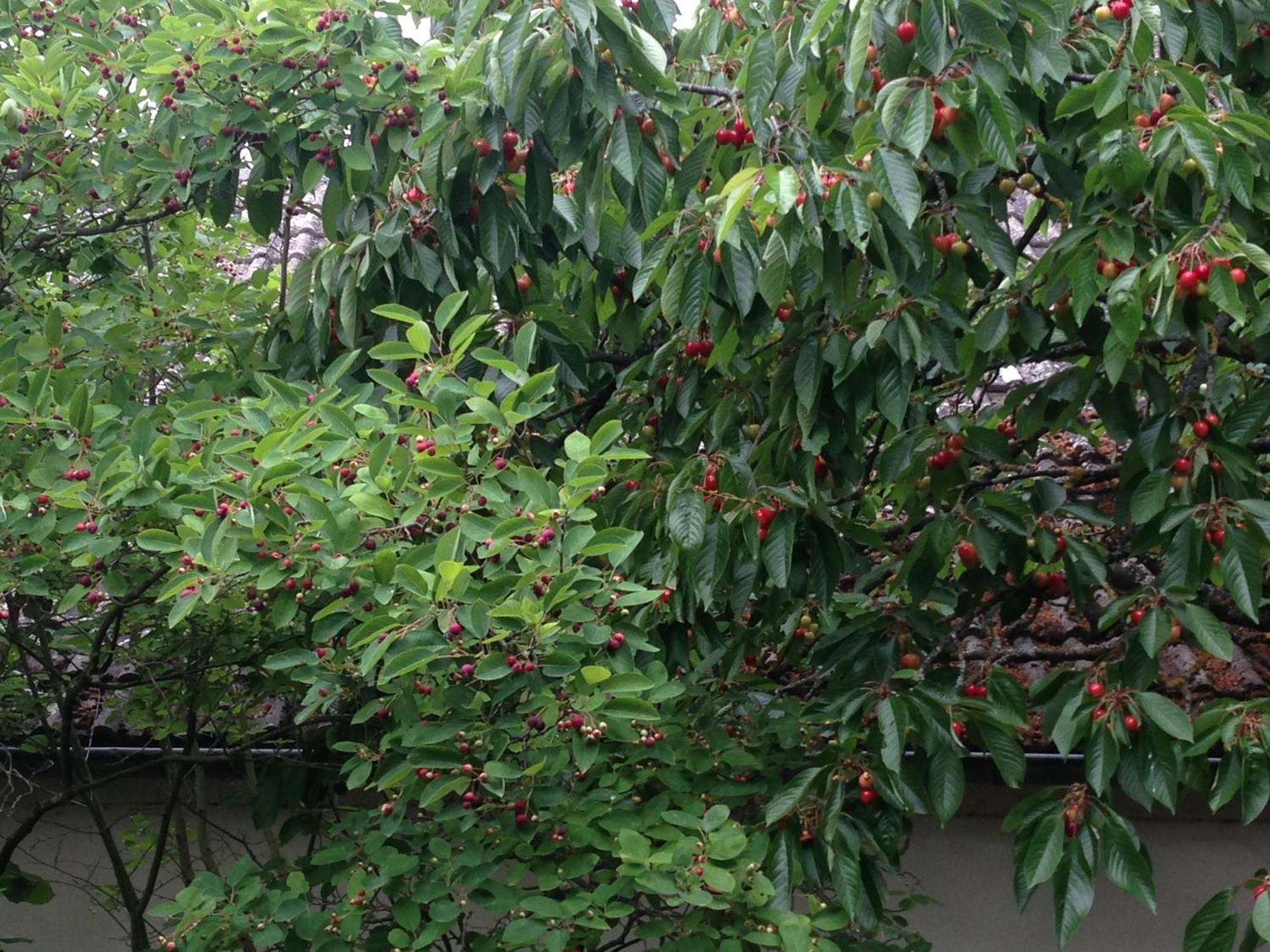Cherrytree Cottage 1840 هيمباخ المظهر الخارجي الصورة